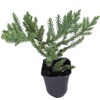 San Jose Juniper | 3 Live Plants | Juniperus Chinensis