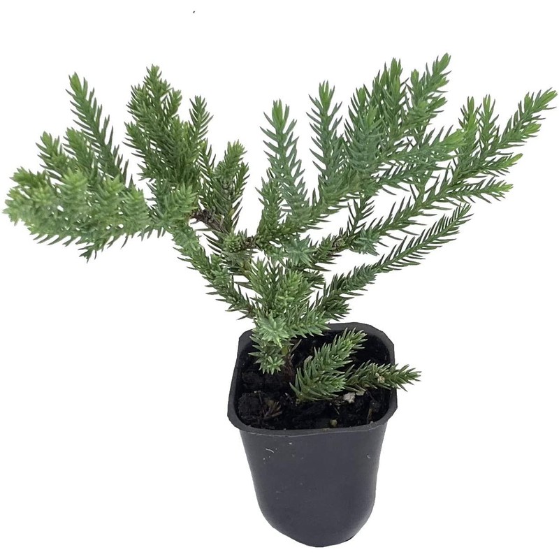 San Jose Juniper | 3 Live Plants | Juniperus Chinensis