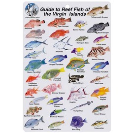 Virgin Islands Fish I.D. Card
