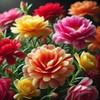 KIRA SEEDS - Seeds Moss Rose Mix - Portulaca 1500