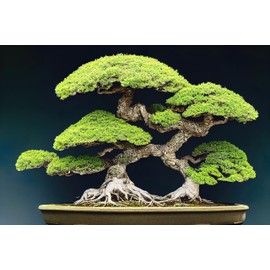 Japanese Pine Bonsai Tree Seeds for Planting (30 Seeds)