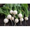 12000 White Globe Round Turnip Seeds for Planting Heirloom Non-GMO