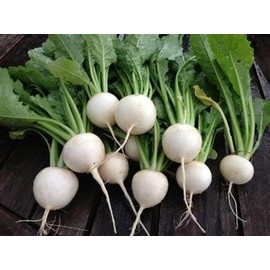 12000 White Globe Round Turnip Seeds for Planting Heirloom Non-GMO 28+ Grams Garden Vegetable Bulk Survival