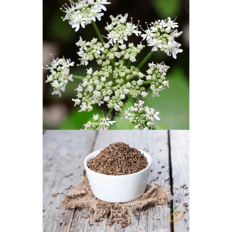 Sunshine Seeds Caraway Seeds (100) / ORGANIC / FLORIDA GROWN