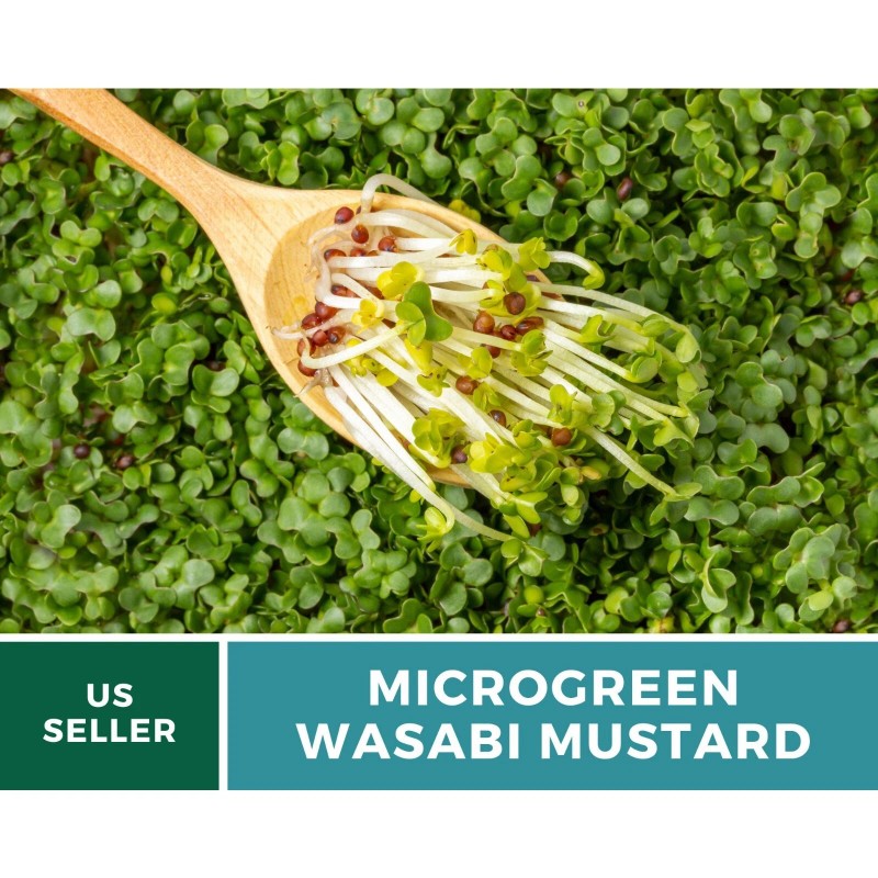 Southern Seeds Microgreen, Wasabi Spicy Mustard seeds - Intense and