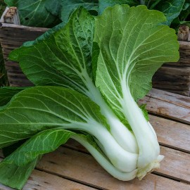 HSC 800+ Pak Choi (Chinese Cabbage Bok Choy) Seeds USA Non-GMO | Fresh Garden Seeds