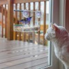Window Bird Feeder, Bird House Window Suction Cup, Transparent Suction