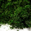 Byher 92926 Preserved Forest Moss, Fresh Green (2OZ)
