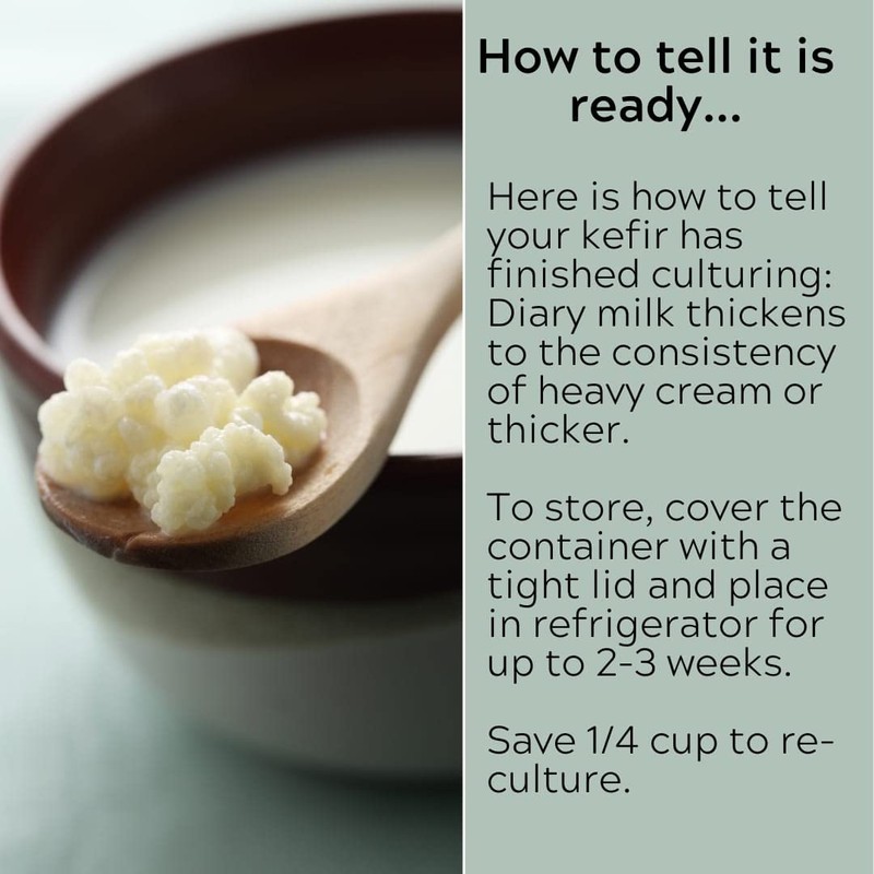 Milk Kefir Grains Live Scoby Bulgaros - Fresh Live Active