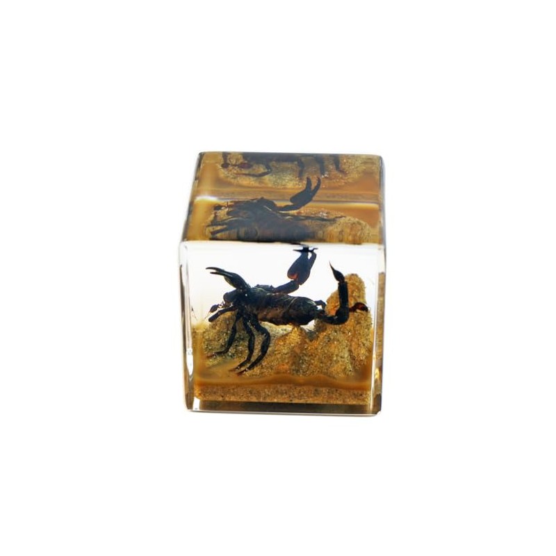 REALBUG 2" Black Scorpion Cube