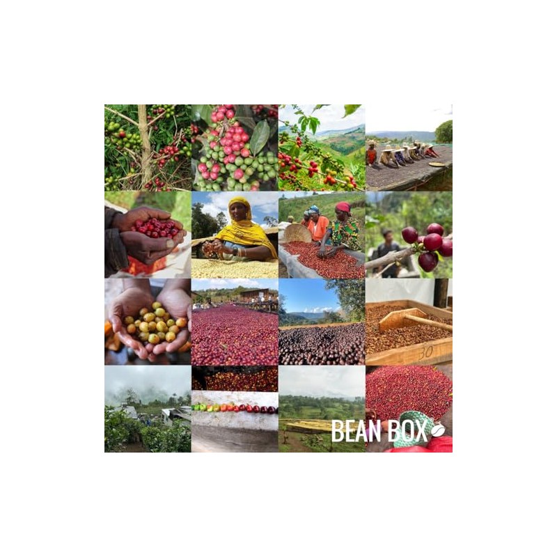 Bean Box Coffee Sampler - Decaf Roast, 2-Pack, Freshly Ground,