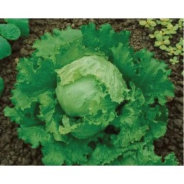 Sunshine Seeds Iceberg Lettuce Head Seeds (300) / ORGANIC / FLORIDA GROWN