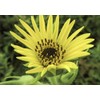 Compass Plant/Silphium laciniatum - 20 Seeds (Organically Grown)