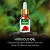 Hibiscus (Hibiscus Sabdariffa L) 100% Natural Pure Undiluted Uncut Carrier