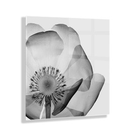 Kate and Laurel x The Creative Bunch Studio Collaboration Poppy X-Ray Floral Modern Acrylic Art, 23x23, Black and White Minimal Flower Art for Wall