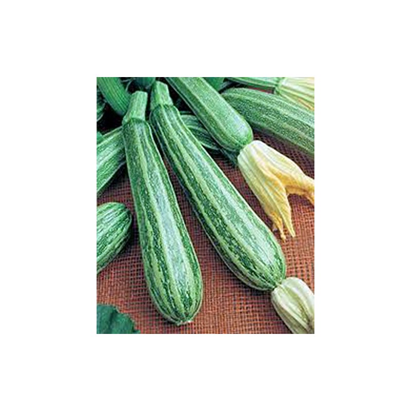 Squash, Summer Cocozelle, Heirloom, 100 Seeds, Great for Cooking, Salad