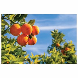 RAPSI, FRANCOFONTE BARONESSA CALI, SICILY, ITALY 12 pack Tarocco Skin Cleanser 150 g - 5.3 oz (with exfoliate) ROUND