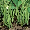 TomorrowSeeds BULK Blue Lake 274 Green Bean Seeds | Bush
