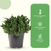 American Plant Exchange Live Parsoni Juniper – 10-Inch Pot –