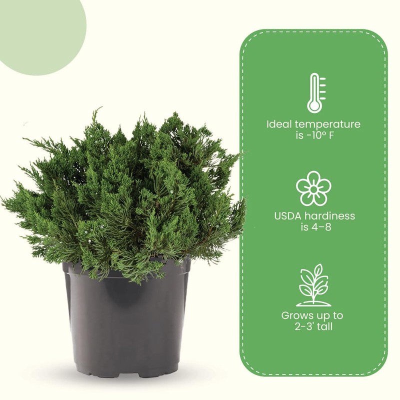 American Plant Exchange Live Parsoni Juniper – 10-Inch Pot –