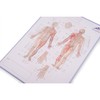 3B Scientific Acupuncture Meridian Notepad Italian 30cm x 21cm 0.5cm