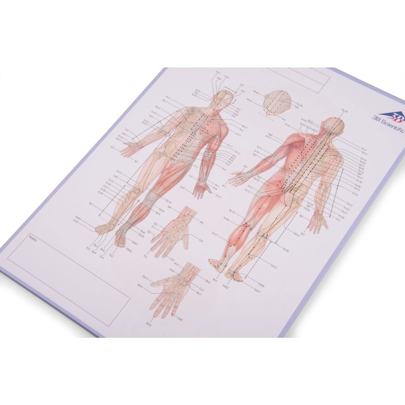 3B Scientific Acupuncture Meridian Notepad Italian 30cm x 21cm 0.5cm