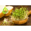 Todd’s Seeds - Alfalfa Sprouting Seeds - Easy to Grow