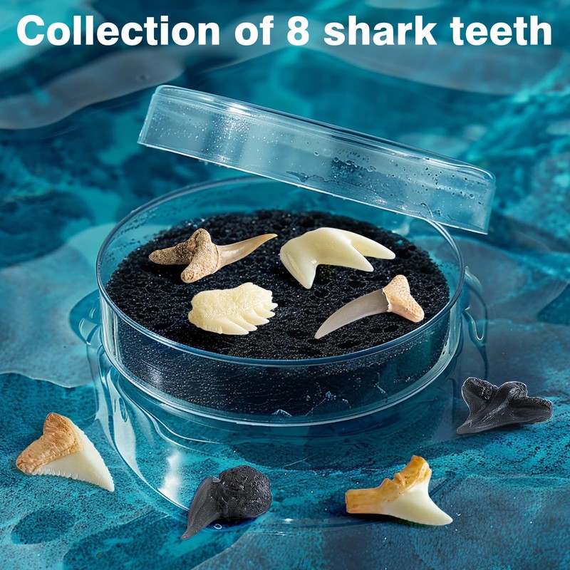 Eggbox Shark Tooth Digging Kit for 6-12 Years Old Kids