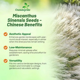 Outsidepride New Hybrids Miscanthus Sinensis Seeds - 250 Pcs. Perennial, Drought & Heat-Resistant, Chinese Silver Ornamental Grass, Tall Growth, Low Maintenance for Landscaping & Privacy Screens