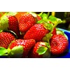 Strawberry 20 Seeds for Growing Non-GMO