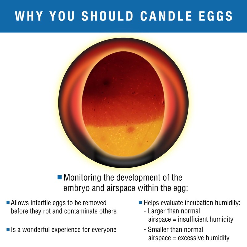 Brinsea OvaScope Egg Scope with OvaView Standard Candler for Monitoring
