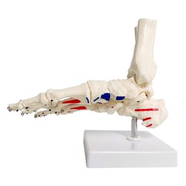 Evotech Scientific Human Foot and Ankle Model, Life Size W/Muscle Origin & Insertions Painted, Medical Anatomy Foot Skeleton Model W/Tibia Fibula, Right, Fully Articulated