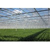 Japanese Boxwood - 10 Live Plants - Buxus Fast Growing
