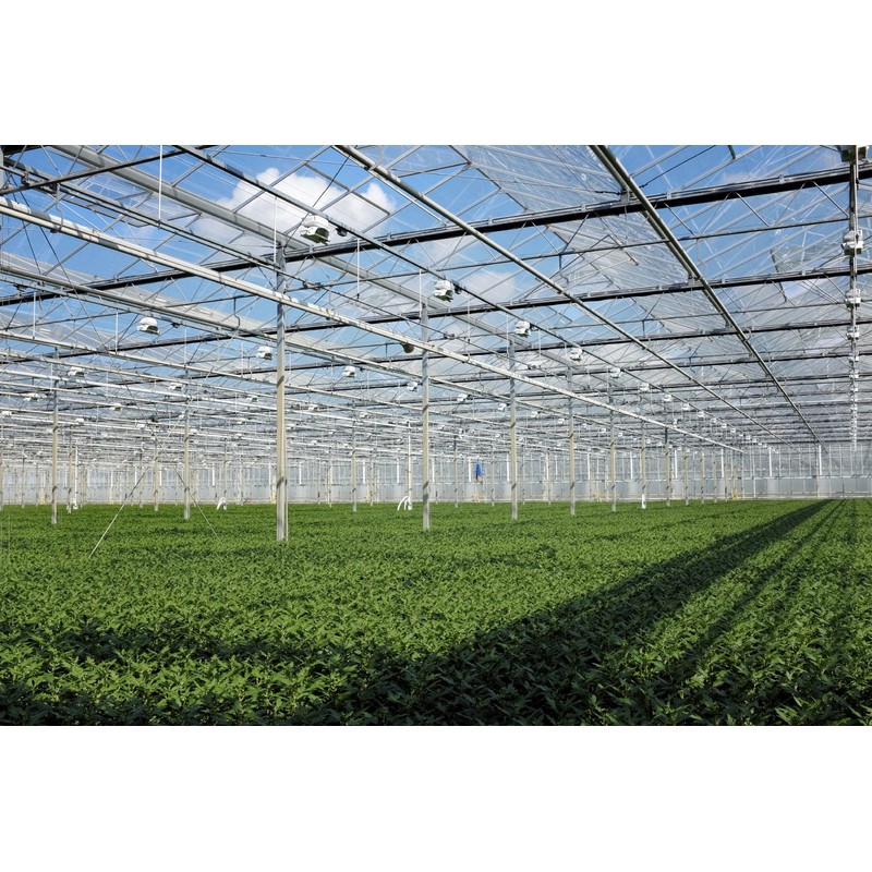 Japanese Boxwood - 10 Live Plants - Buxus Fast Growing