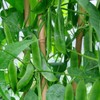 Sem Phali Heirloom Flat Bean Seeds for Planting, Non-GMO, Set