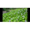 Water Purple Hyacinth Free Floating Aquarium/Pond Plants