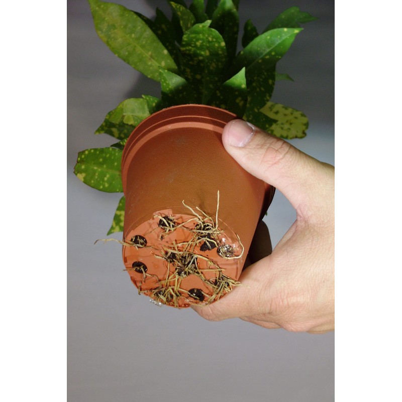 Soil Moist Vacation Watering Mats for Indoor / Outdoor Potted