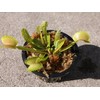 Adult Sized Venus Flytrap - Fly Trap - (Dionaea Muscipula)