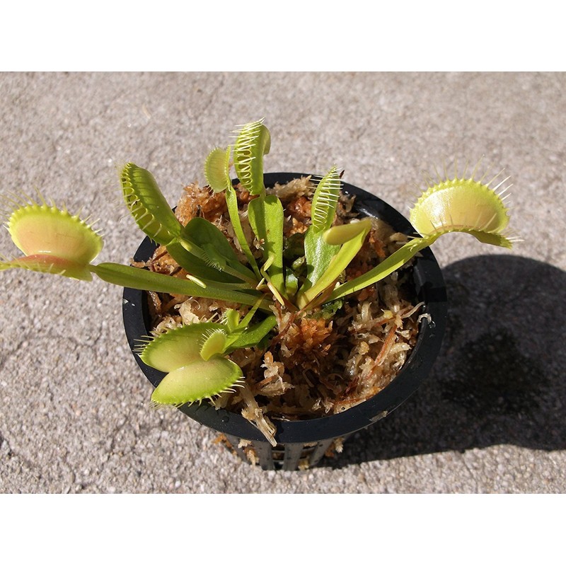 Adult Sized Venus Flytrap - Fly Trap - (Dionaea Muscipula)