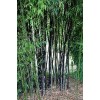 Unbranded Black Bamboo True Phyllostachys Nigra Live Rhizome Bare Root