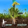 Breeze Touch 39" Weed Pulling Tool, 3-Claw Detachable Weed Puller