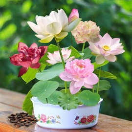 50 Pcs Mixed Color Bonsai Bowl Lotus Seeds,Easily Low Maintenance for Water Features Bonsai Lotus Flower Ornamental Pond and Home Planting