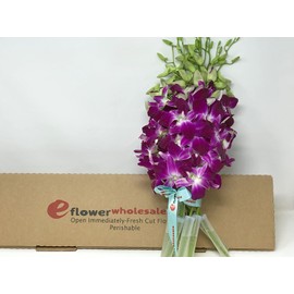 Premium Cut Purple Orchids (10 Stems Orchids)