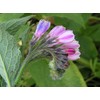 Comfrey - Root Cuttings (Symphytum ×  uplandicum) - Bocking 14