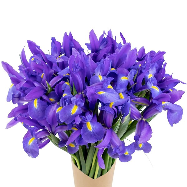 Stargazer Barn Be My Roman Empire Bouquet Telstar Iris Fresh Flowers Bouquet - Overnight Prime Delivery, Fresh Cut Bouquet of Flowers Gift For Birthday, Anniversary, Mothers, Get Well - 40 Stems