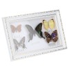 Exquisite Butterflies Insect Specimen Craft Birthday Gift Home Decor Ornament