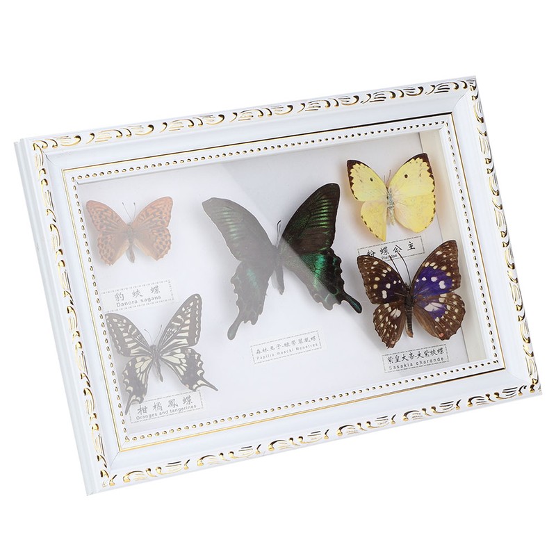Exquisite Butterflies Insect Specimen Craft Birthday Gift Home Decor Ornament