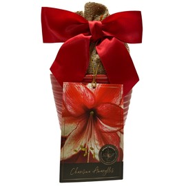 Elegant Charisma Amaryllis Gift Growing Kit. Beautiful Ceramic Pot, Big Charisma Bulb, a Burlap Bag and Growing Medium!!