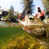 Water Surface Artificial Simulation Duck Fishing Lure Topwater Bait With