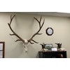 Top Rack: European Skull Mount Hangers Trophy Buck: Deer, Raging